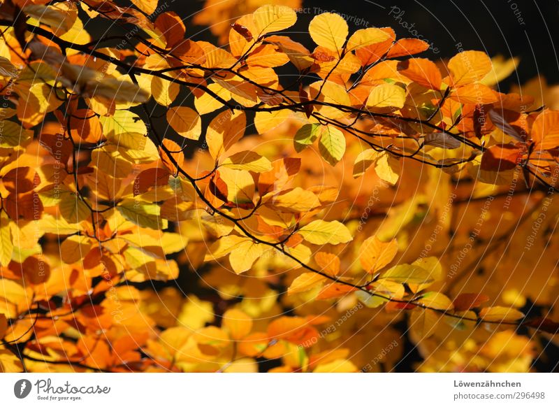 Gelb tut gut! Natur Pflanze Herbst Schönes Wetter Blatt Wald leuchten Fröhlichkeit hell Wärme gelb orange schwarz Stimmung Warmherzigkeit Leben unbeständig
