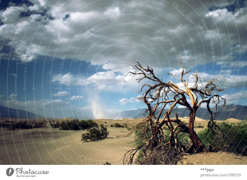 das tool des tadels. Sand heiß Wüste Death Valley National Park Baum Tod Totholz trocken Trockengebiet Düne Menschenleer Einsamkeit vertrocknet Wärme