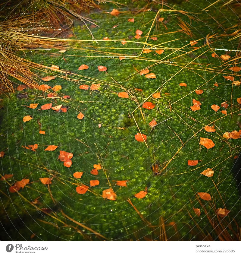 ursuppe Umwelt Natur Landschaft Pflanze Urelemente Erde Wasser Frühling Gras Moos Blatt Algen Alpen Seeufer Moor Sumpf Teich Fröhlichkeit Frühlingsgefühle rot