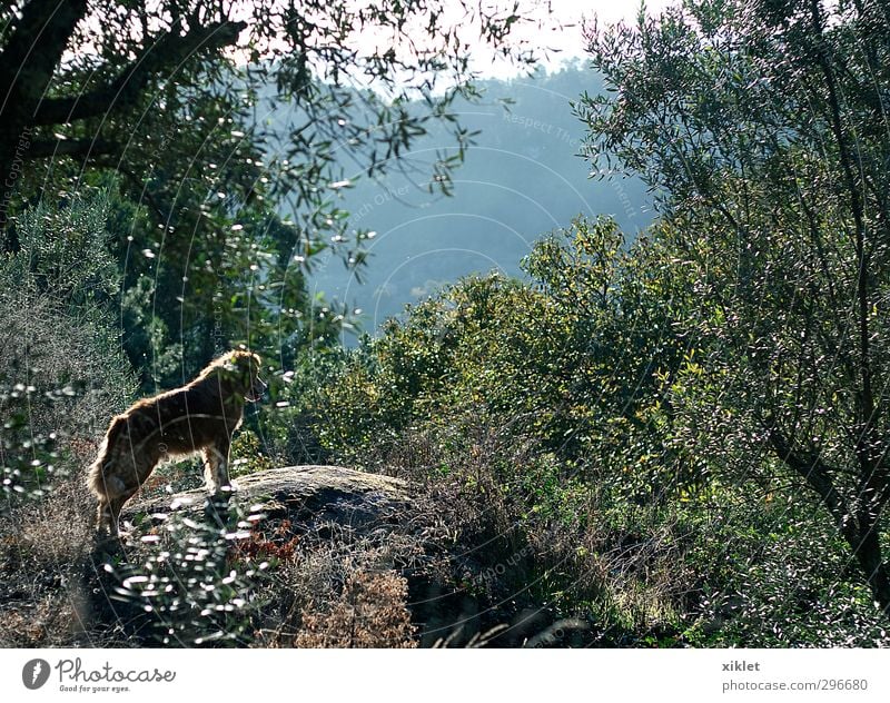 ein Hund auf dem Feld Natur Schönes Wetter Baum Sträucher 1 Tier beobachten genießen Blick springen stehen warten elegant frei Freundlichkeit schön listig