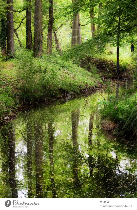 Am Fluss Natur Landschaft Wasser Frühling Sommer Schönes Wetter Baum Gras Park Wald Teich Bach grün Erholung Freizeit & Hobby ruhig Erholungsgebiet wandern