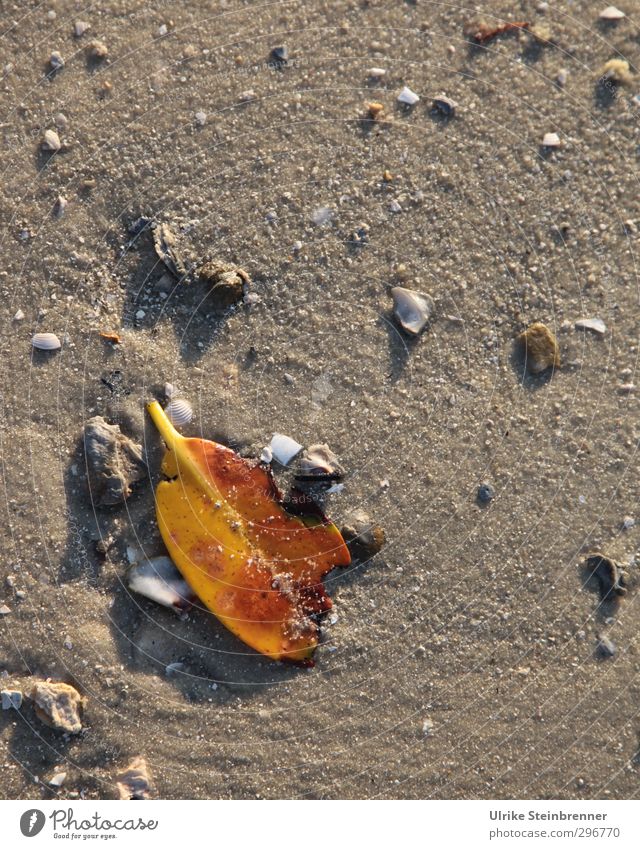 Spur des Gummibaums Natur Sand Frühling Pflanze Blatt Grünpflanze exotisch Ficus elastica Gummibaumblatt Müll Abgefallen Küste Strand liegen dehydrieren