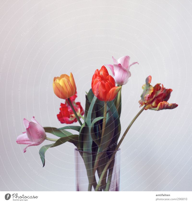 kopflastig | Bloß nicht den Kopf hängen lassen ;-) Frühling Sommer Blume Tulpe Dekoration & Verzierung Blumenstrauß Blumenvase Vase Glas ästhetisch Duft retro