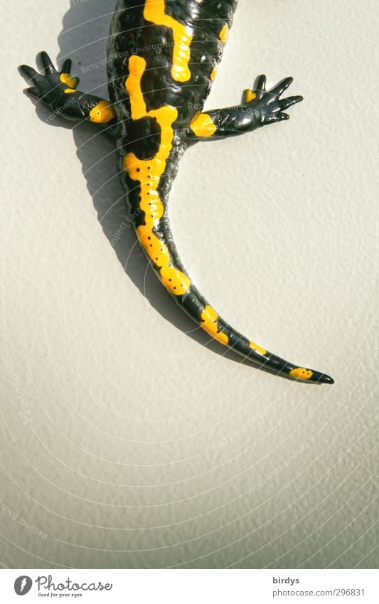 Ende gut - Alles gut Wildtier Salamander Schwanzlurche Hinterbein 1 Tier leuchten ästhetisch positiv schön gelb schwarz Tierliebe Kreativität Natur Anschnitt