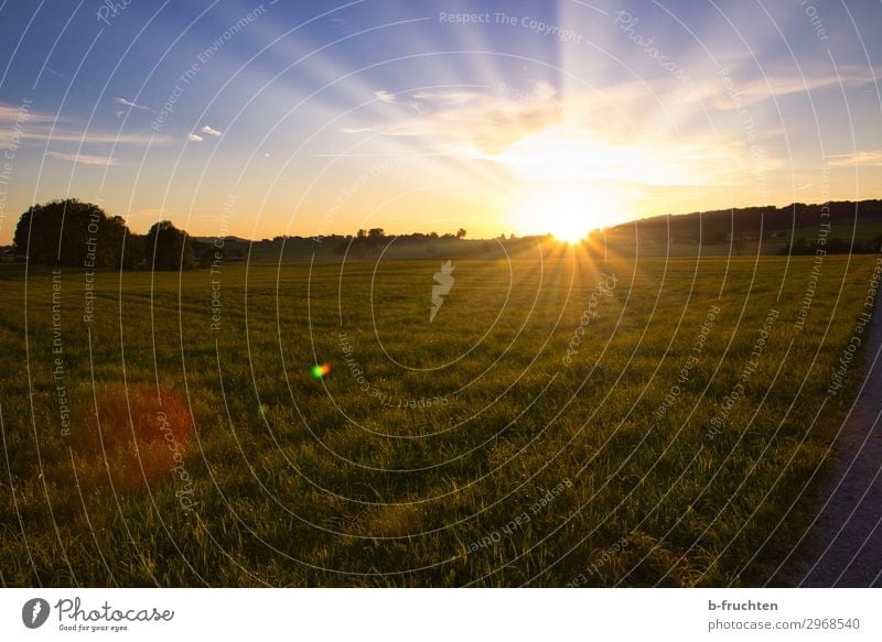 Sonnenuntergang Natur Landschaft Sonnenaufgang Sommer Schönes Wetter Gras Wiese Feld Wald frei Fröhlichkeit Hoffnung Horizont Idylle Weide Abendsonne Österreich