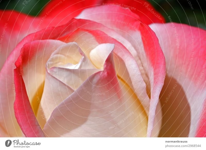 Rosenblüte Pflanze Frühling Blüte Garten Blühend Duft Wachstum ästhetisch nah natürlich schön rosa rot weiß Frühlingsgefühle Verliebtheit Romantik Leben