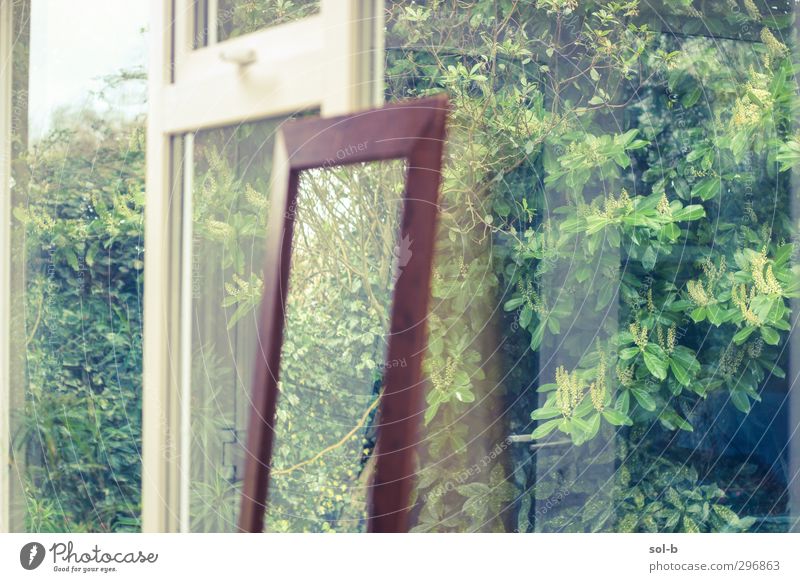 Reflexionen Häusliches Leben Haus Garten Innenarchitektur Spiegel Natur Pflanze Sträucher Fenster braun grün Glas Wintergarten Außenaufnahme seltsam