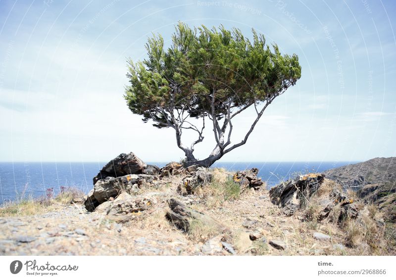 Katalanischer Wettertrotz (I) Erde Himmel Horizont Frühling Schönes Wetter Baum Felsen Berge u. Gebirge Küste Meer Mittelmeer stehen außergewöhnlich Kraft Leben