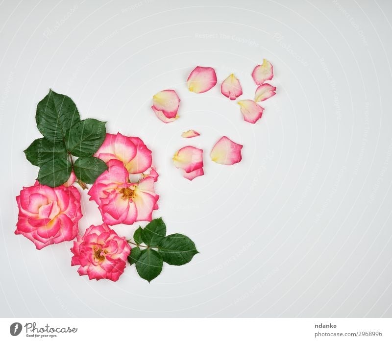 Knospen von blühenden Rosen mit grünen Blättern schön Sommer Dekoration & Verzierung Feste & Feiern Hochzeit Natur Pflanze Blume Blüte Blumenstrauß Liebe frisch