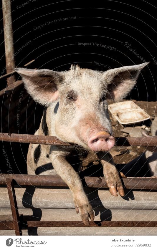 Hausschwein schaut aus seinem Stall Natur Tier Haustier Nutztier Tiergesicht Schwein 1 Blick Freundlichkeit Neugier rosa Bauernhof Griechenland Landwirtschaft