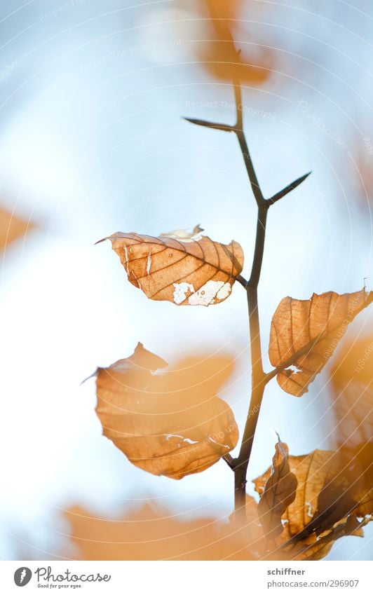 Herbst im Frühling Natur Pflanze Baum Blatt alt Laubbaum Herbstlaub herbstlich Herbstfärbung Vergänglichkeit dünn Dürre durchlöchert Ast Zweig Zweige u. Äste