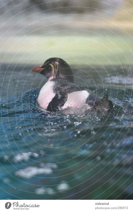 Surf’s Up elegant Schwimmen & Baden Expedition Wassersport tauchen Wassertropfen Wellen Küste Meer Tier Flügel Zoo Aquarium Pinguin 1 Tropfen drehen glänzend