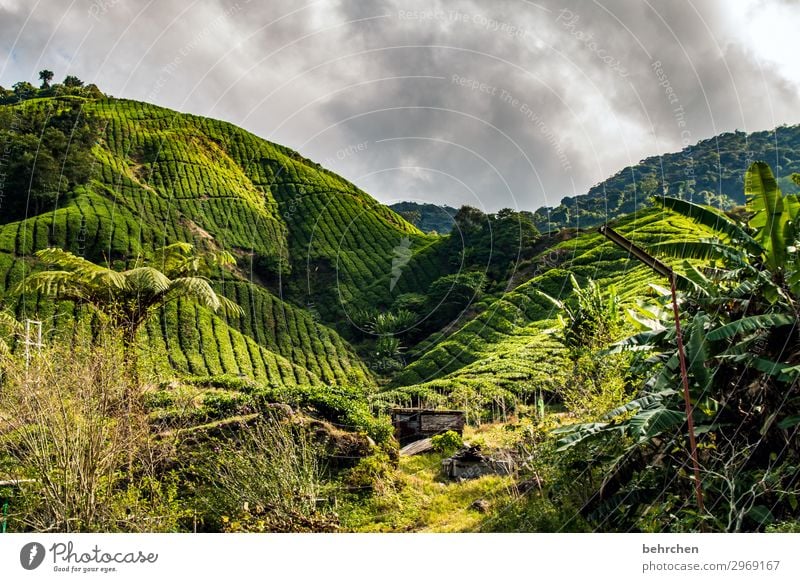 teatime mal wieder Tee Landschaft grün Natur Malaysia Klimaschutz fantastisch Klimawandel traumhaft Wolken Sträucher Umweltschutz Blatt Himmel Baum Feld