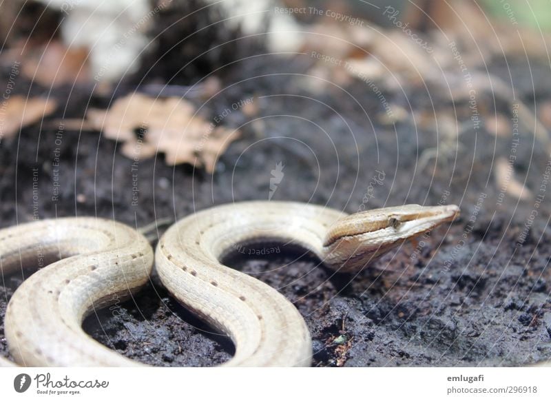 be aware of snakes Natur Wald Wildtier Schlange 1 Tier außergewöhnlich braun Gedeckte Farben Makroaufnahme Tag Tierporträt