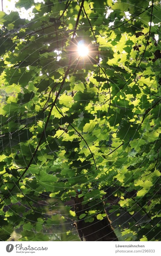 Grüner Lichtblick Natur Pflanze Wasser Sonne Sonnenlicht Sommer Schönes Wetter Baum Blatt Ahorn Wald Fluss Nagold leuchten Freundlichkeit hell grün Lebensfreude