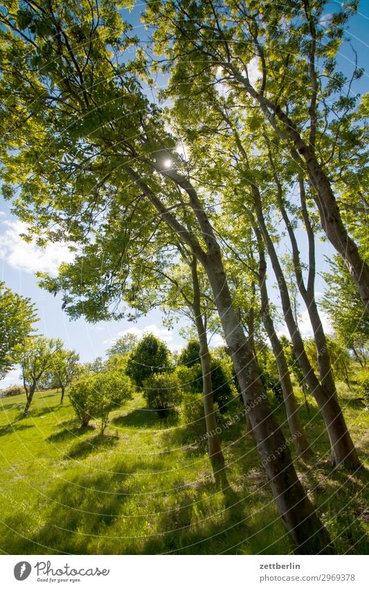 Hohe Bäume Ferien & Urlaub & Reisen Insel Küste Mecklenburg-Vorpommern mönchgut Natur Reisefotografie Rügen Tourismus Wald Park Baum Baumstamm Ast Zweig grün
