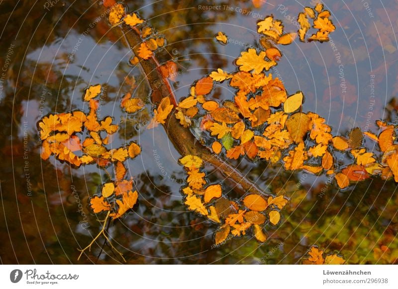 Über Auf und Unter Natur Pflanze Wasser Wolkenloser Himmel Herbst Schönes Wetter Blatt Teich fallen Schwimmen & Baden nass natürlich schön blau braun gelb