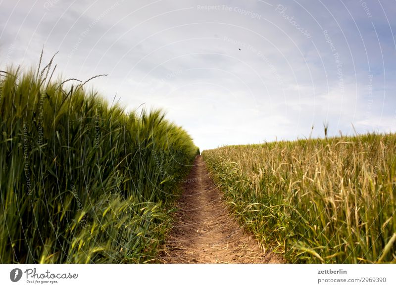 Feldweg Feldrand Ferien & Urlaub & Reisen Getreide Insel Landwirtschaft Mecklenburg-Vorpommern mönchgut Natur Rügen Wege & Pfade wandern Ziel Perspektive