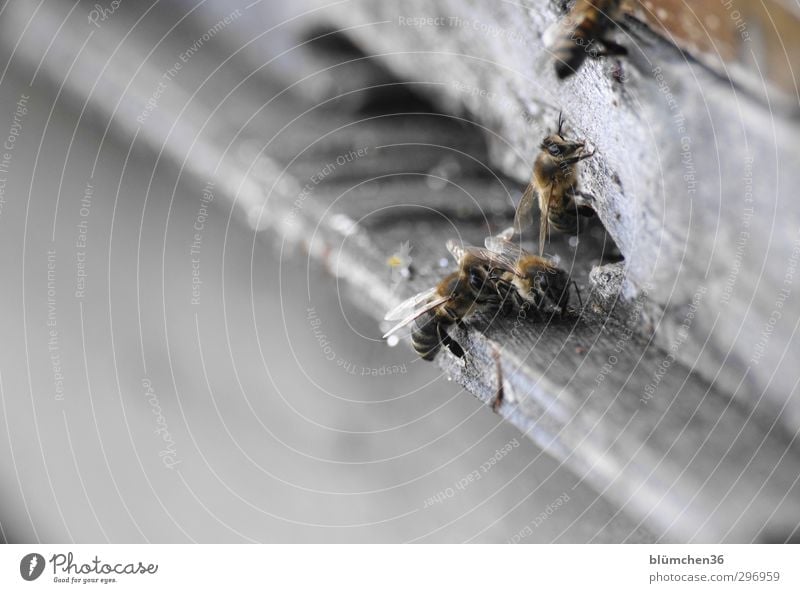 Kurz nach der Landung Tier Nutztier Biene Schwarm Arbeit & Erwerbstätigkeit fliegen tragen klein schön Lebensfreude Frühlingsgefühle Tierliebe Ausdauer Bewegung