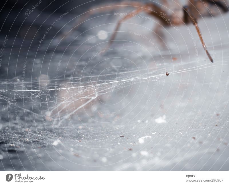 Der Architekt Tier Spinne 1 bauen krabbeln Ekel gruselig kalt Kontrolle Kunst Präzision Sinnesorgane Spinnennetz produzieren Spannung Farbfoto Nahaufnahme