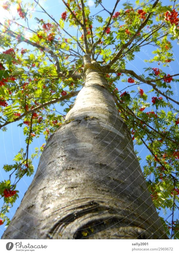 Vogelbeerbaum... Sonnenlicht Herbst Baum Baumstamm groß hoch lang nachhaltig Vergänglichkeit Beeren Vogelbeeren Baumrinde Farbfoto Außenaufnahme Detailaufnahme