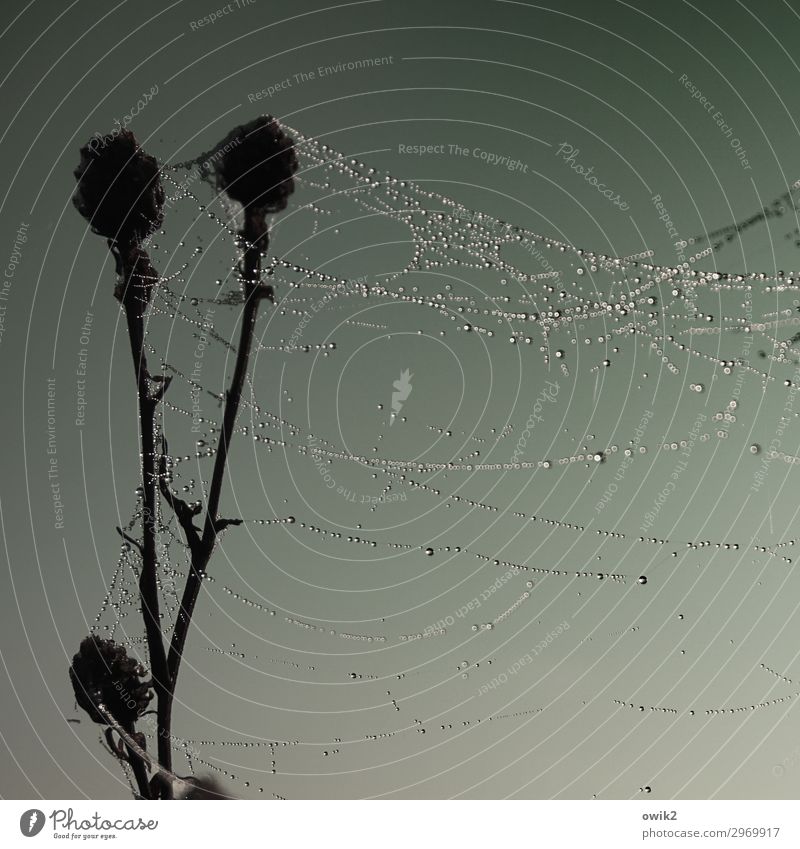 Verweht Umwelt Natur Pflanze Wassertropfen Wolkenloser Himmel Herbst Distel Spinngewebe Spinnennetz hängen dunkel nass ruhig Farbfoto Gedeckte Farben