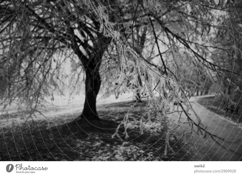 Vereist Umwelt Natur Landschaft Pflanze Winter Schönes Wetter Baum Gras Zweige u. Äste Eiskristall Wege & Pfade dunkel kalt Schwarzweißfoto Außenaufnahme