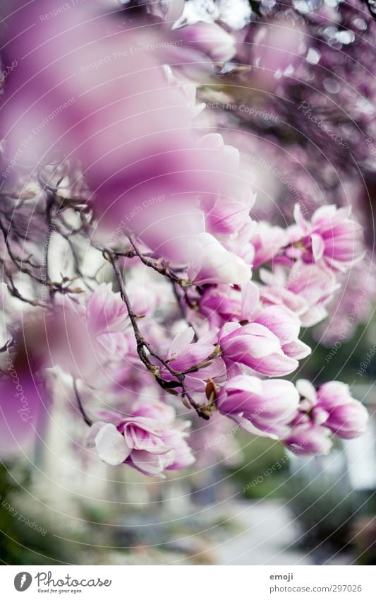 magnolia Umwelt Natur Frühling Baum Blume Blüte Magnoliengewächse Magnolienblüte Magnolienbaum natürlich rosa Farbfoto Außenaufnahme Nahaufnahme Menschenleer