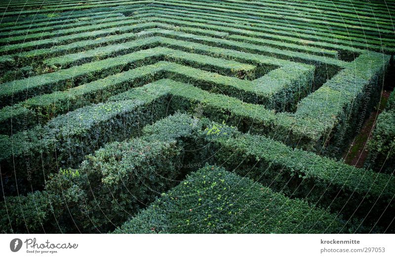 irrer Garten Pflanze Grünpflanze grün Verzweiflung Irritation Labyrinth Irrgarten entdecken Park Sträucher Sehenswürdigkeit Suche Natur verloren