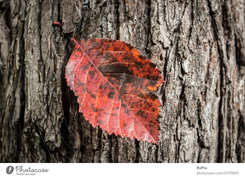 Herbstfärbung von Laub auf einem Baumstamm. Lifestyle Design Gesundheit sportlich Fitness Wellness Leben Erholung ruhig Meditation Freizeit & Hobby wandern
