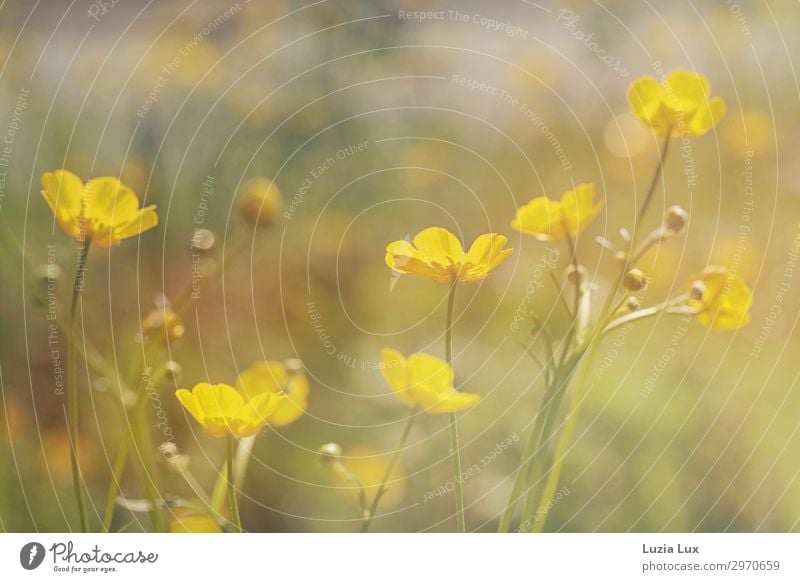 Zartes Gelb Pflanze Blume Wildpflanze Sumpf-Dotterblumen gelb Sonnenstrahlen zart schön Farbfoto Außenaufnahme Textfreiraum oben Tag Schwache Tiefenschärfe