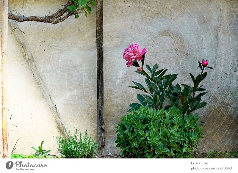 Pfingstrose in einem alten Garten Pflanze Sommer Blume Wein Dorf Haus Mauer Wand Fassade Pfingsten hell historisch schön rosa alte Gärten Gedeckte Farben