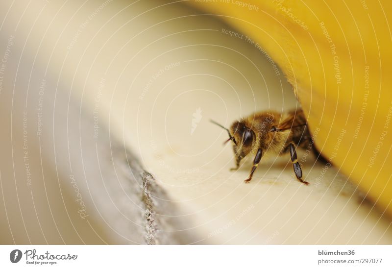 Neues von Maja Tier Nutztier Biene Arbeit & Erwerbstätigkeit beobachten fliegen sitzen schön klein natürlich feminin Lebensfreude Frühlingsgefühle Tierliebe