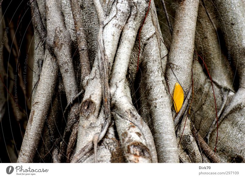 Farbklecks herbstlich - gelbes Blatt vor grauem Stamm Natur Pflanze Herbst Baum Gummibaum Baumstamm Ast Zweig Wurzel Park Taipeh Taiwan Asien alt verblüht
