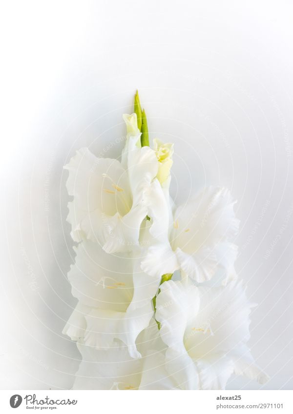 Vordergrund der weißen Blume auf weißem Hintergrund elegant schön Sommer Natur Pflanze Blatt Blüte frisch natürlich weich grün Beautyfotografie schließen
