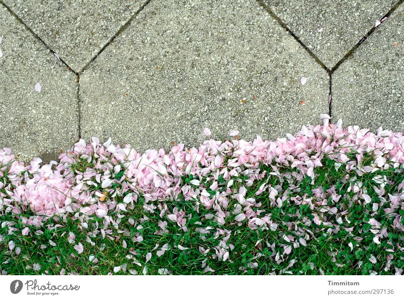 Kulisse. Umwelt Natur Pflanze Gras Blüte Kirschblüten Blütenblatt Wege & Pfade Stein Duft liegen ästhetisch grau grün rosa leicht zart Bodenplatten