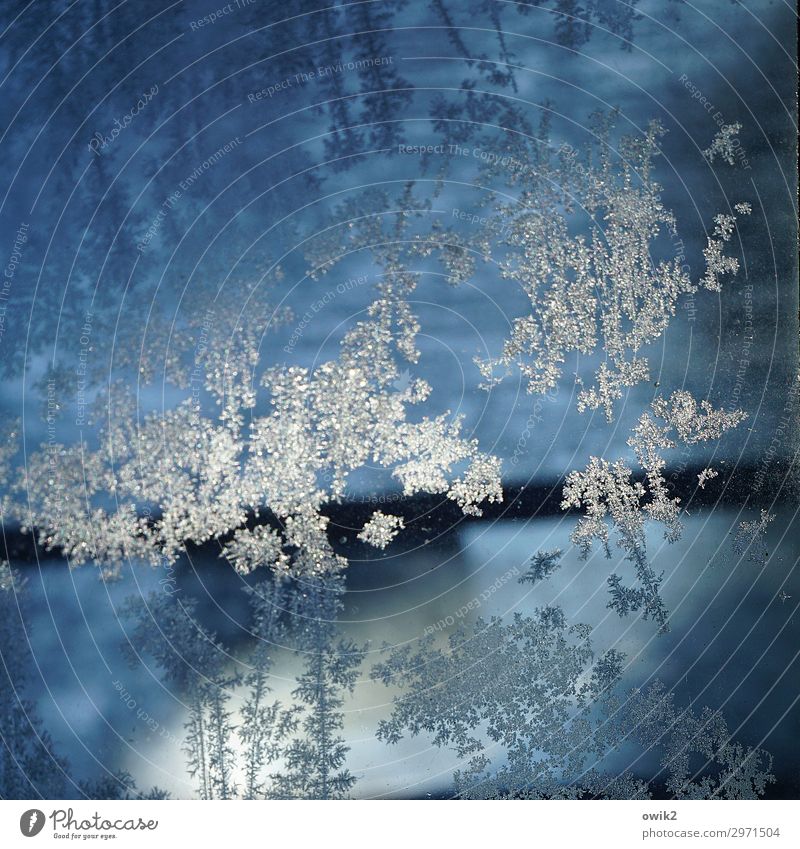 Eisblümchen Winter Frost Glas kalt nah blau Eisblumen Eiskristall Farbfoto Außenaufnahme Nahaufnahme Detailaufnahme abstrakt Muster Strukturen & Formen