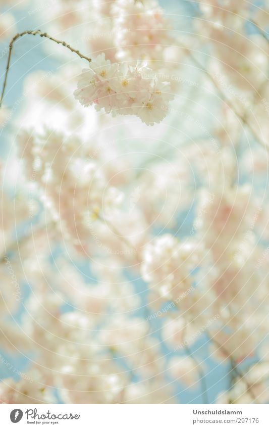Softspring Umwelt Natur Pflanze Himmel Frühling Schönes Wetter Baum Blüte Kirschblüten Garten Blühend frisch hell schön blau rosa weiß Stimmung Fröhlichkeit