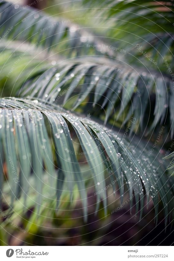 Assoziationen Umwelt Natur Pflanze Baum Sträucher Blatt exotisch Urwald natürlich grün Palmenwedel Wassertropfen Farbfoto Außenaufnahme Menschenleer Tag