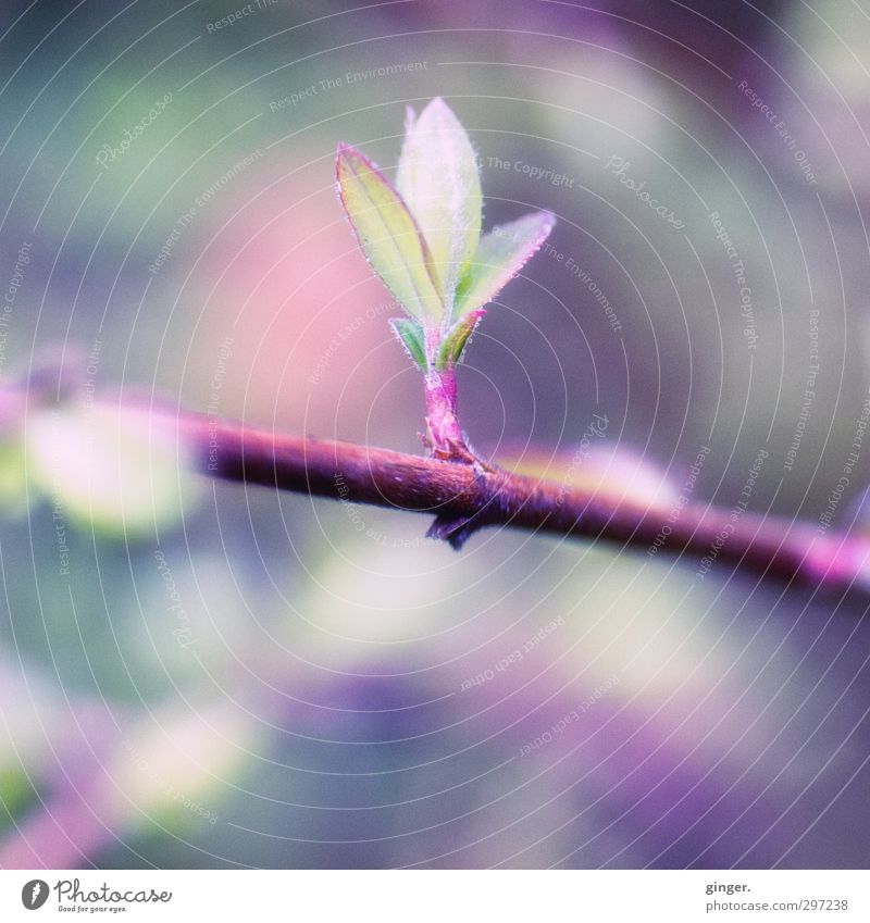 Der lilane Hintersinn des Frühlings im April Umwelt Natur Pflanze Sträucher Blatt Garten Überraschung Blütenknospen Blattgrün Blattknospe schmal fein zart