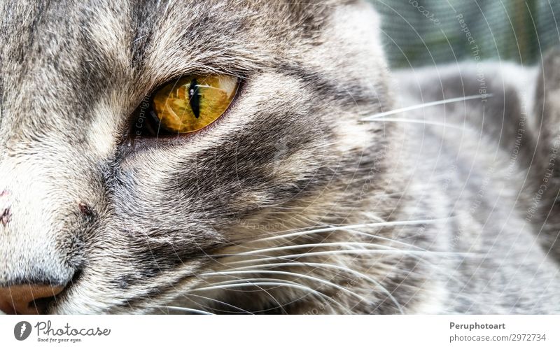 eine grüne Katze Augen Nahaufnahme Glück schön Gesicht Spielen Tier Pelzmantel Haustier dunkel klein natürlich niedlich blau gelb grau weiß Farbe Katzenbaby