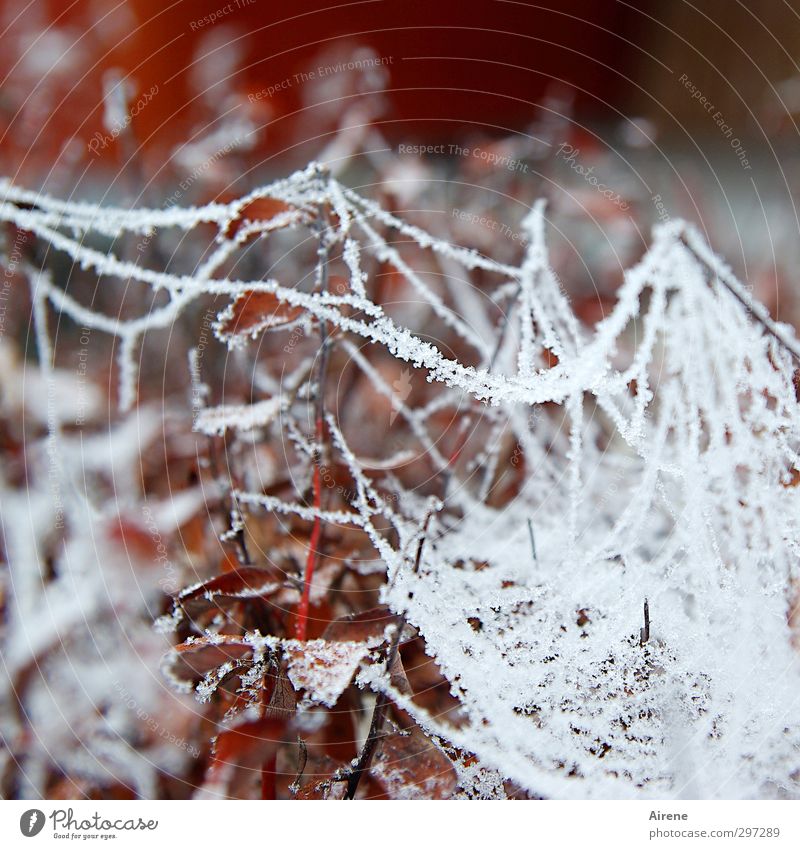 150 - Winterwunder Umwelt Natur Pflanze Herbst Eis Frost Sträucher Blatt Garten Ornament Netz Netzwerk Spinnennetz Eiskristall Kristallstrukturen Raureif