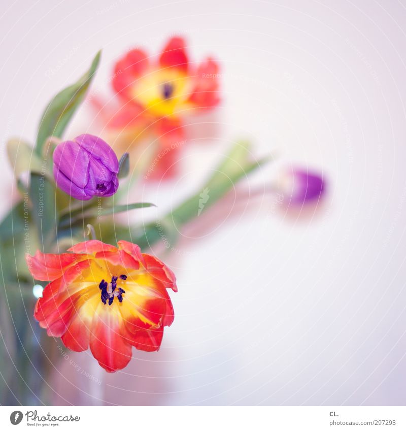 tulpen Natur Pflanze Frühling Blume Tulpe Blatt Blüte Garten Blühend verblüht Freundlichkeit Fröhlichkeit schön gelb violett orange rot Lebensfreude