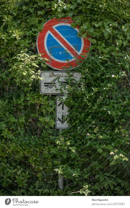 Einwachsen oder Abschleppen Natur Pflanze Sträucher Grünpflanze Verkehr Straßenverkehr Autofahren Verkehrszeichen Verkehrsschild Metall Zeichen Hinweisschild