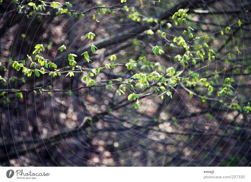 es grünt so grün Umwelt Natur Pflanze Frühling Baum Sträucher Blatt Grünpflanze natürlich Buche Farbfoto Außenaufnahme Nahaufnahme Menschenleer Tag Sonnenlicht
