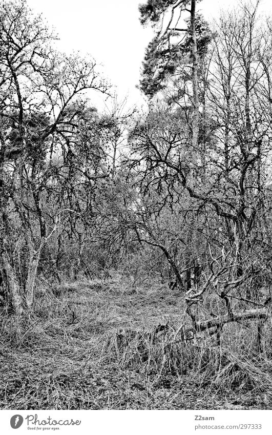 ZAUBERWALD Umwelt Natur Landschaft Frühling Sträucher Wald dunkel gruselig natürlich trist ruhig Traurigkeit Angst bizarr chaotisch Einsamkeit Endzeitstimmung