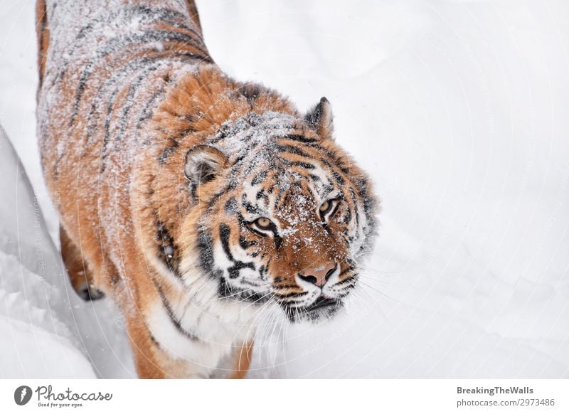 Nahaufnahme des sibirischen Tigers im Winterschnee Schnee Natur Wetter Tier Katze Tiergesicht Zoo 1 beobachten frisch wild weiß Kontakt amur Aussicht Schnauze