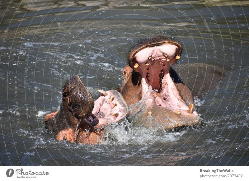Ein paar Nilpferde schwimmen und spielen im Wasser. Spielen Natur Fluss Tier Wildtier Tiergesicht Zoo 2 Tierpaar Tierliebe Aggression Partnerschaft Flußpferd