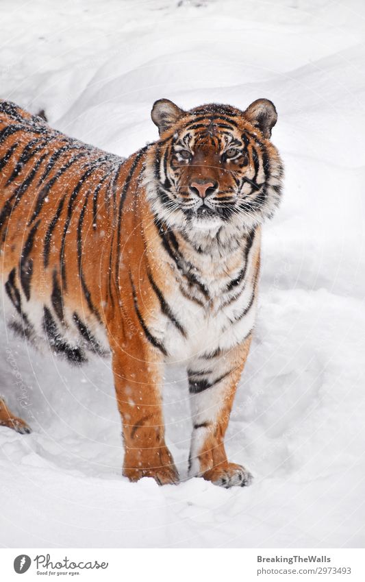 Nahaufnahme des sibirischen Tigers im Winterschnee Schnee Natur Wetter Tier Wildtier Tiergesicht Zoo 1 beobachten frisch wild weiß amur Höhe Aussicht Kopf