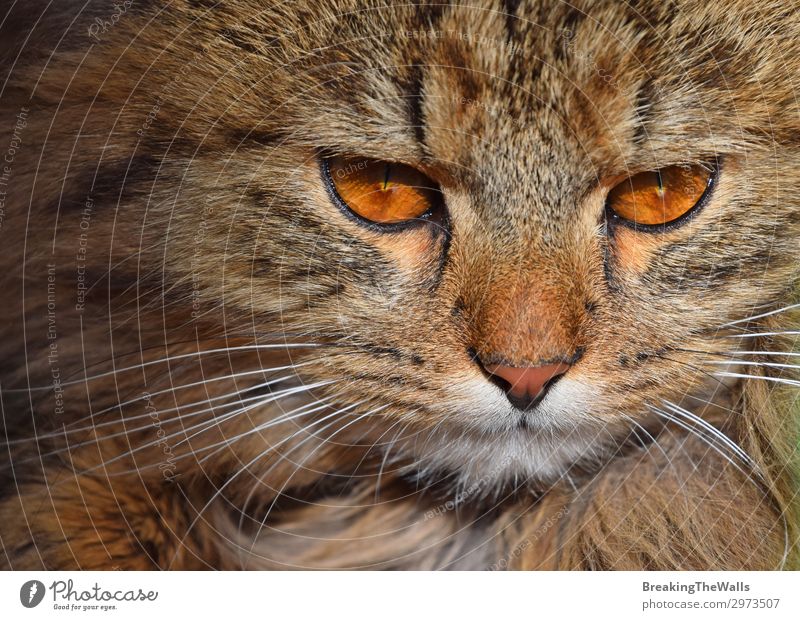 Nahaufnahme Porträt einer braunen Hauskatze Tier Haustier Katze Tiergesicht 1 Tierjunges lang niedlich rot achtsam Wachsamkeit Gelassenheit ruhig
